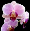   Pink Orchid