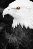   Serious Eagle