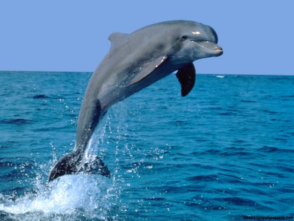 dolphin06 1024x768